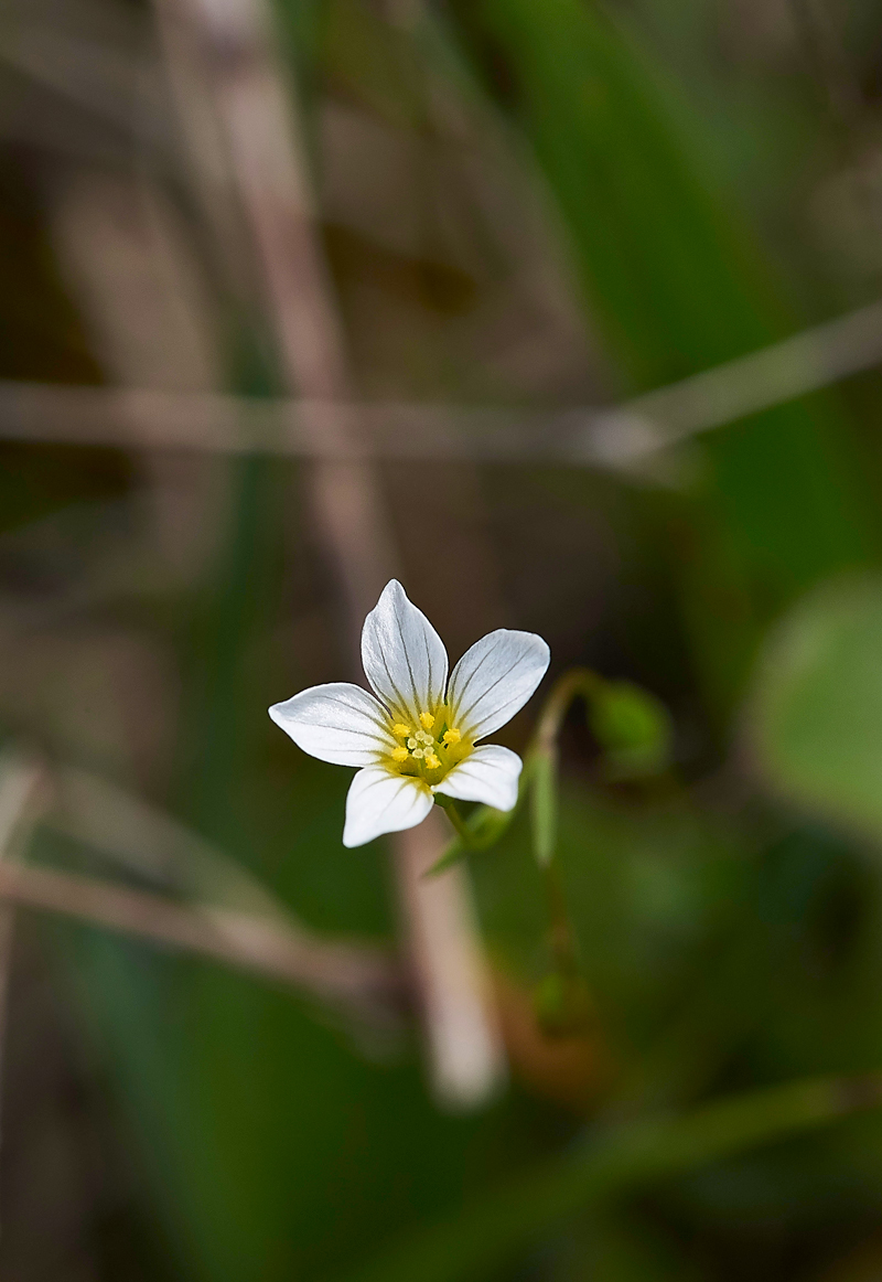 FairyFlax020617-2