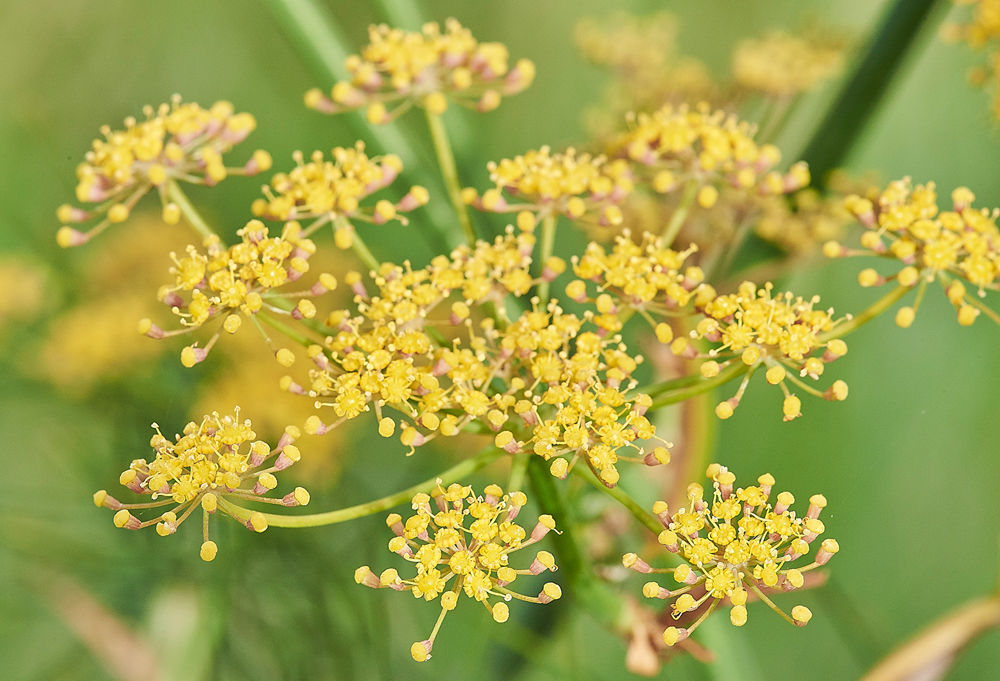 Fennel140817-1