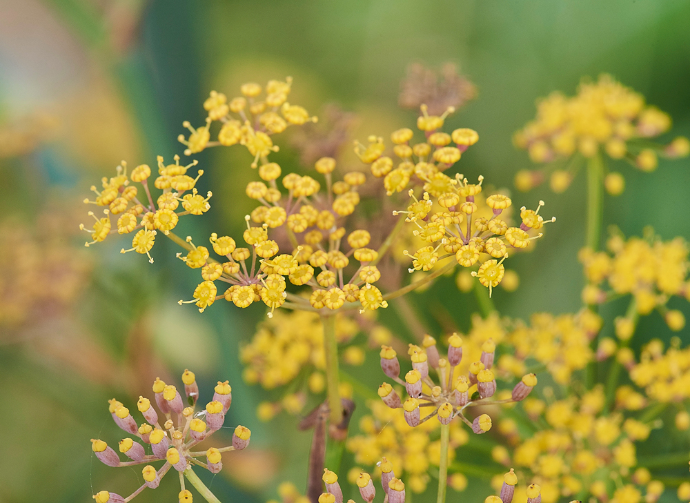 Fennel140817-2