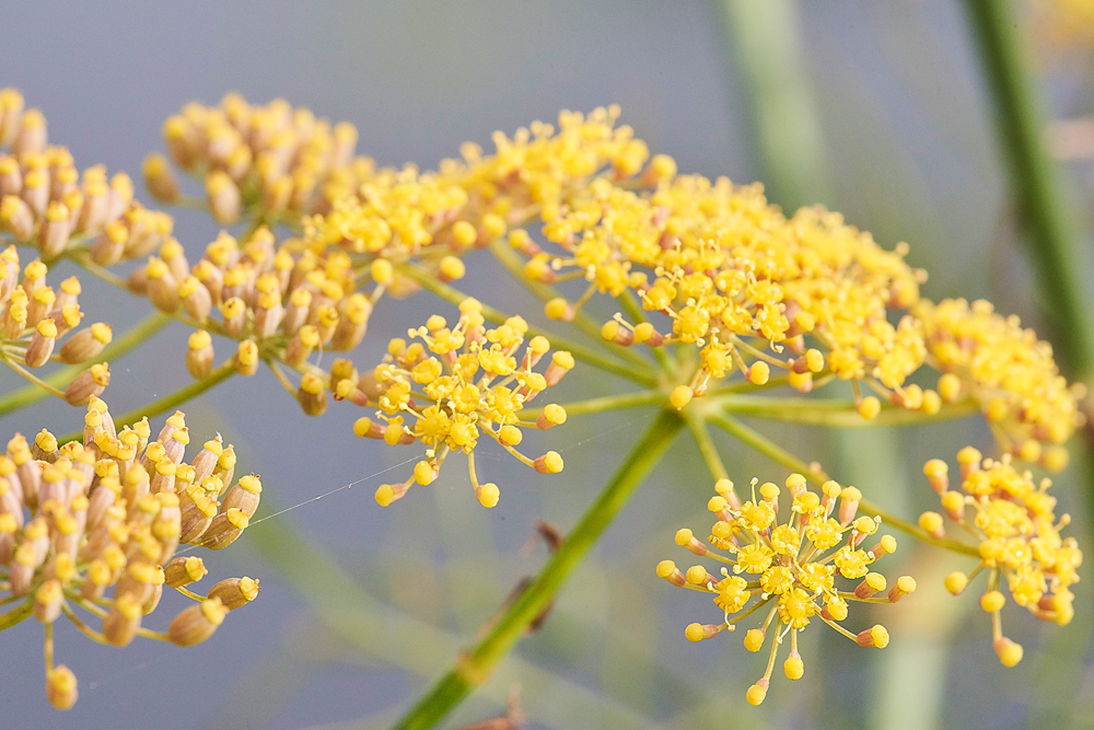 Fennel140817-3