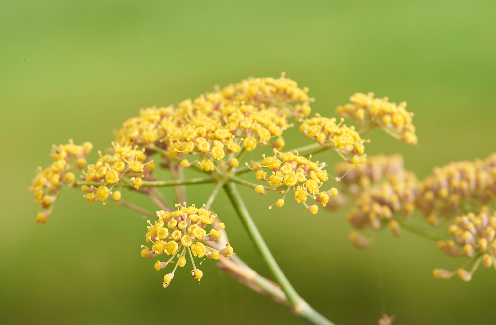 Fennel140817-4