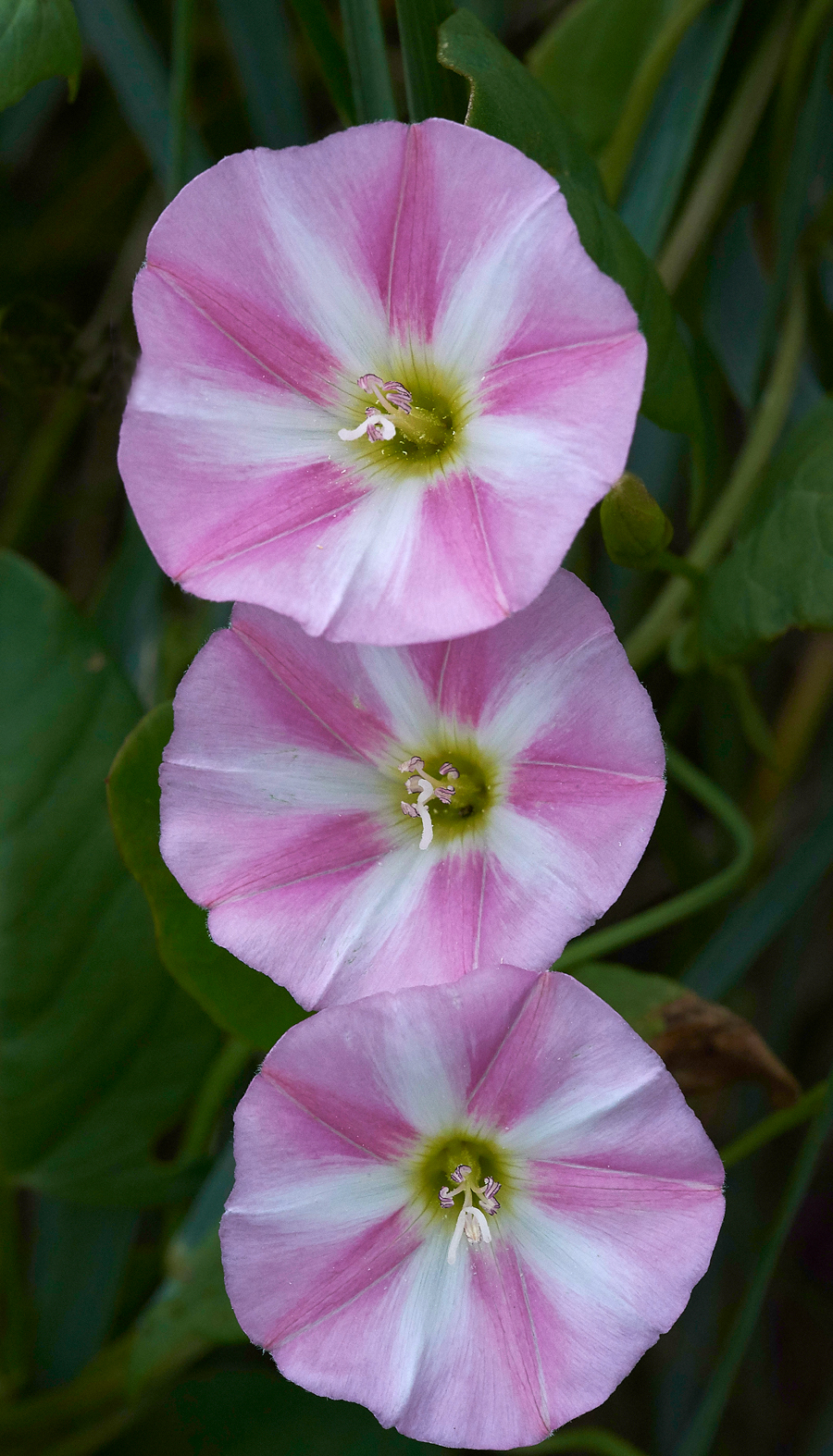 FieldBindweed030717-1