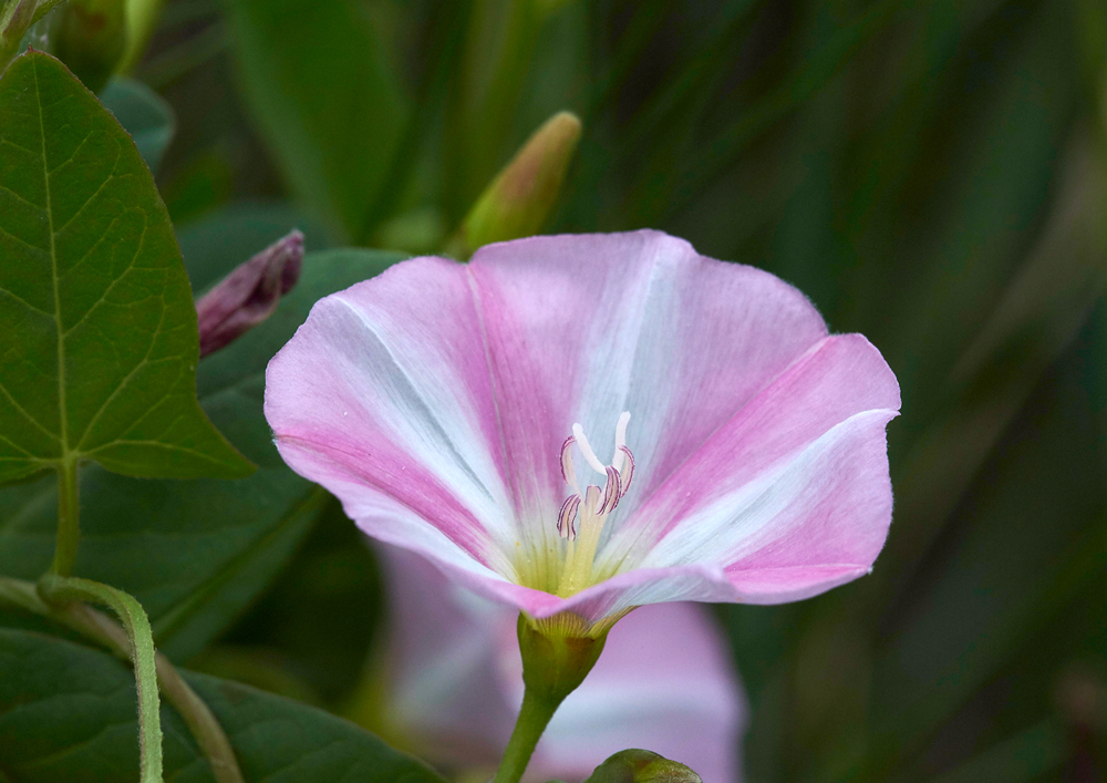 FieldBindweed030717-2