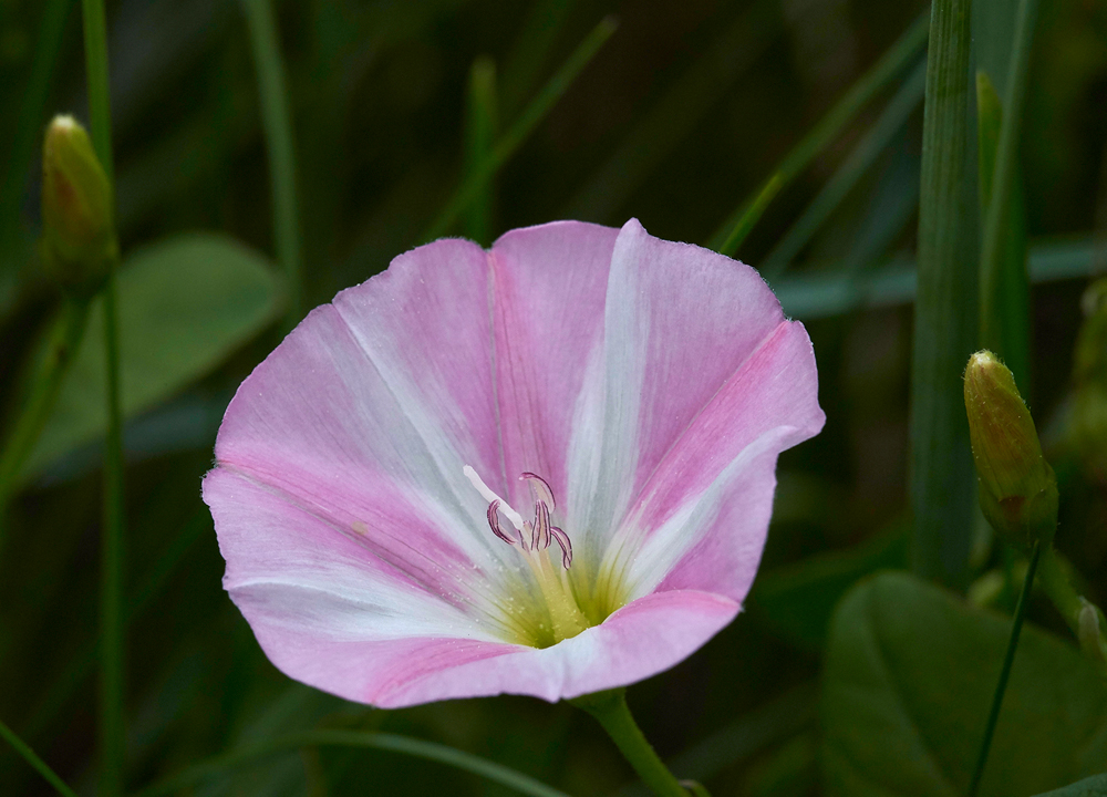 FieldBindweed030717-3