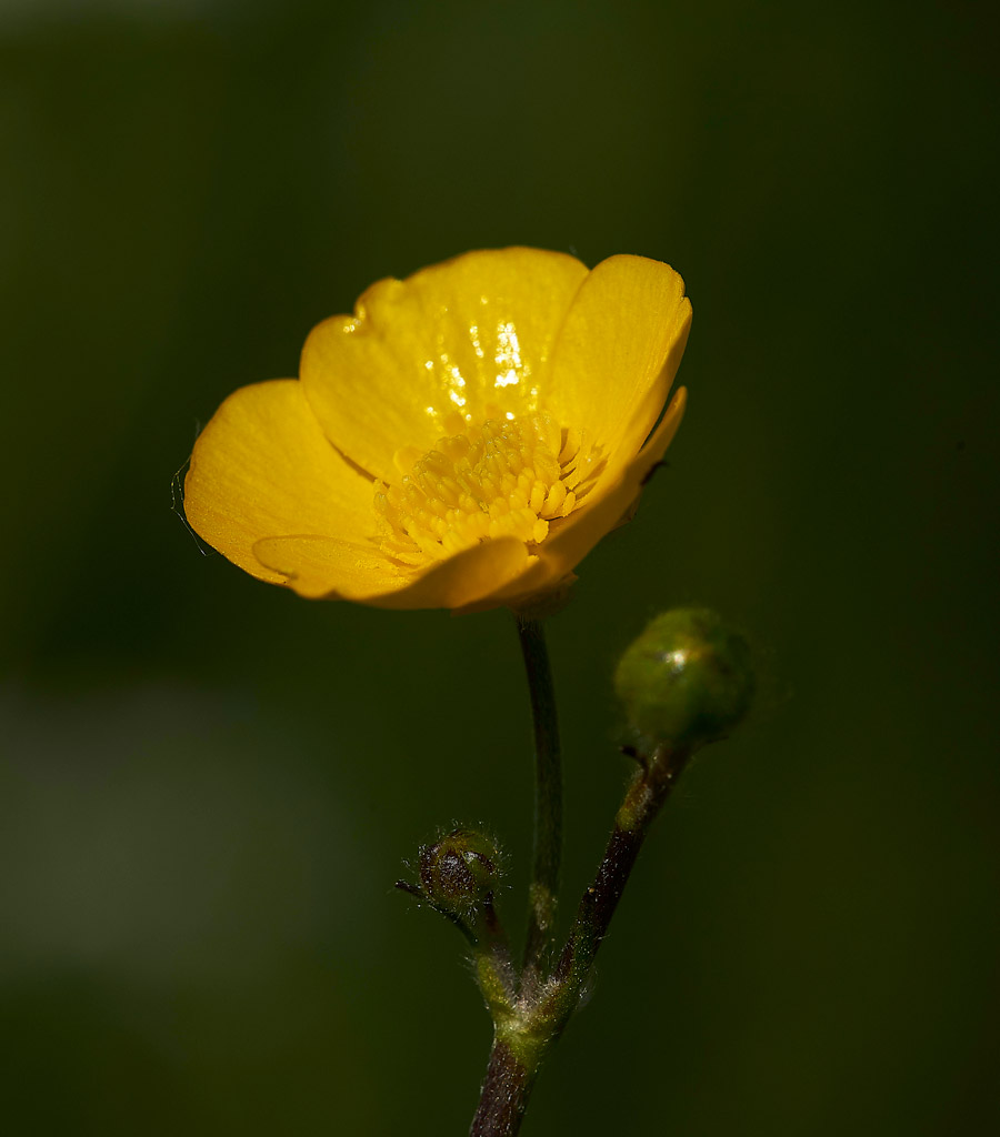 FieldButtercup250517-1