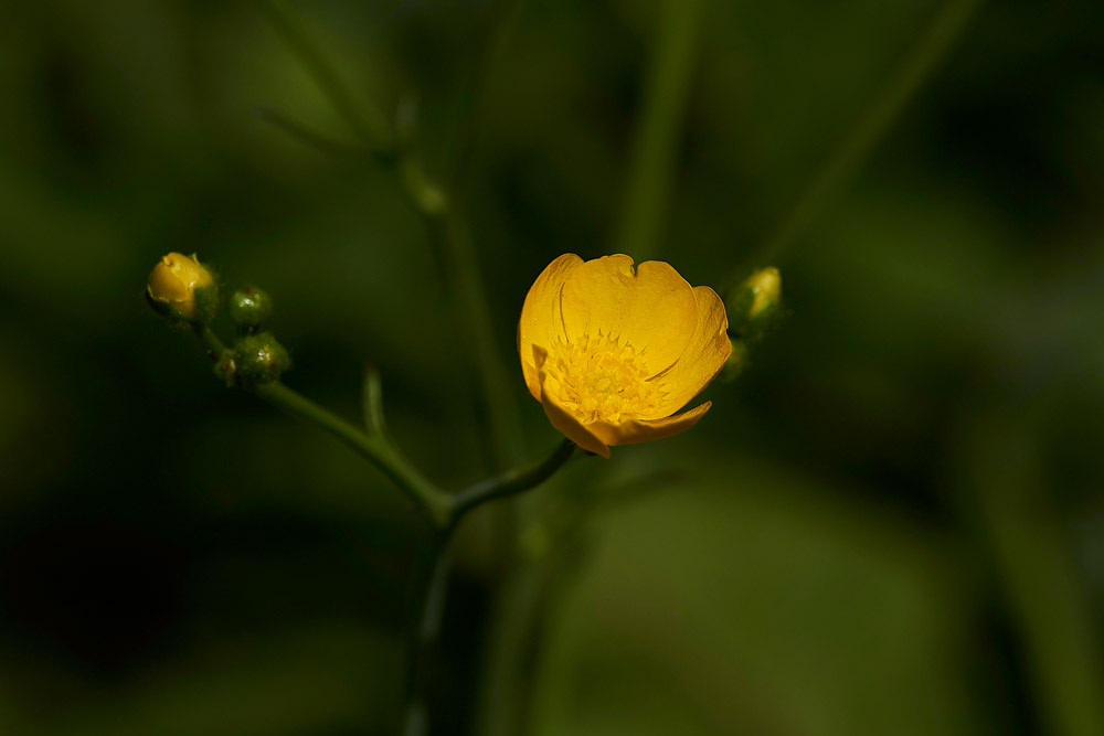 FieldButtercup250517-2