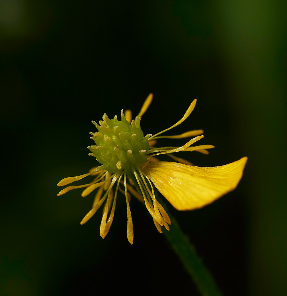 FieldButtercup310517-1