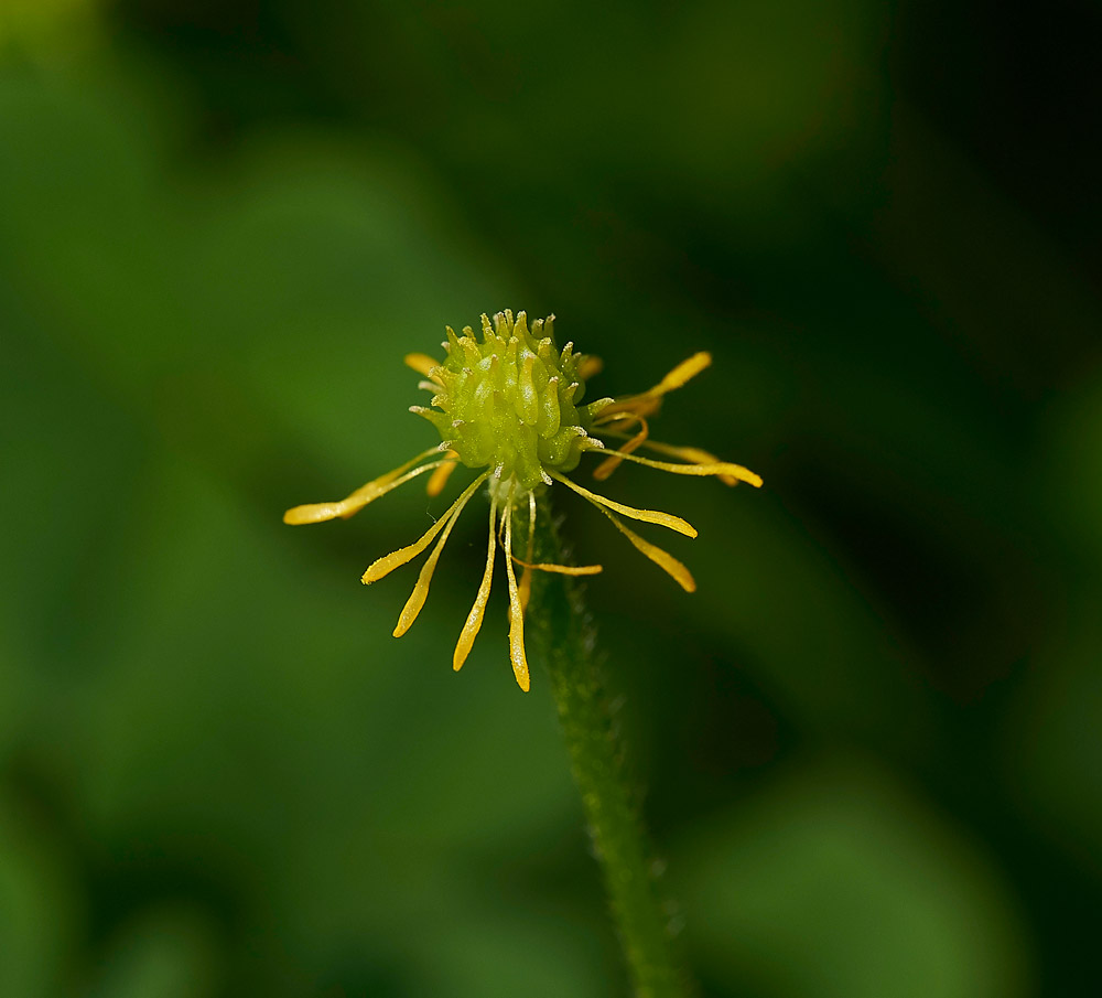 FieldButtercup310517-2