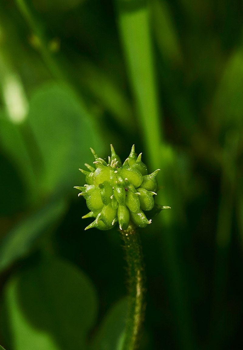 FieldButtercup310517-3