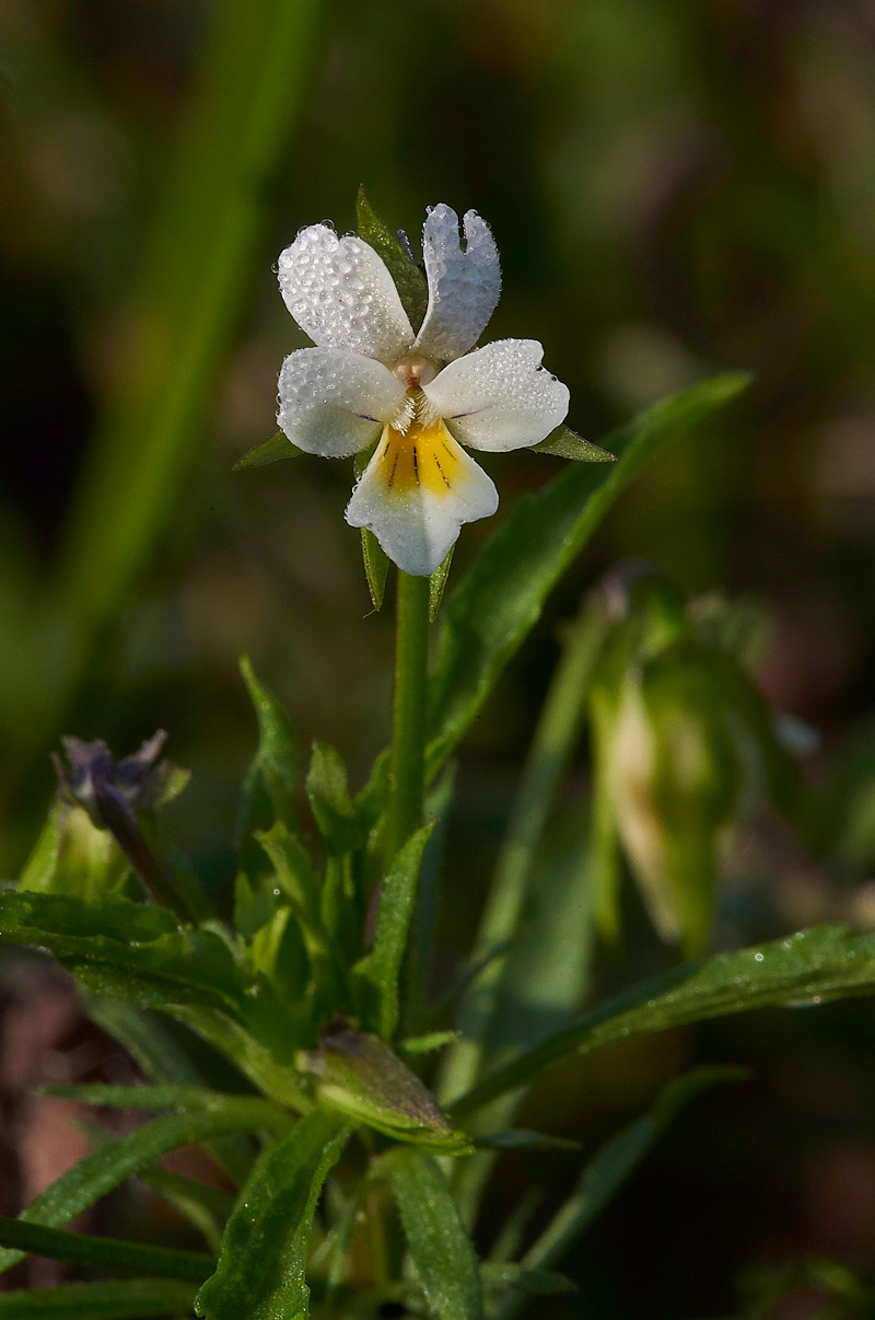 FieldPansy160817-1