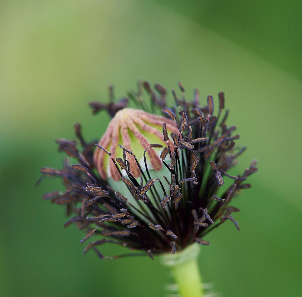 FieldPoppy010617-1