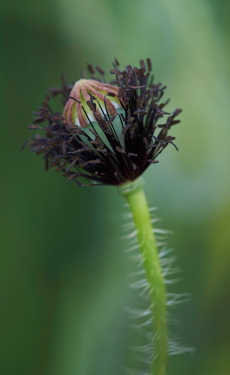 FieldPoppy010617-3