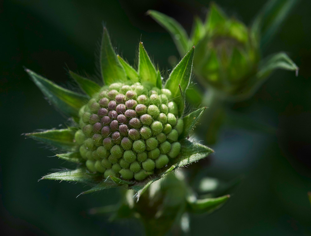 FieldScabious010617-1