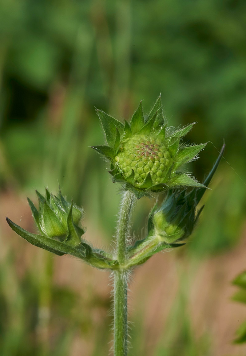 FieldScabious010617-2