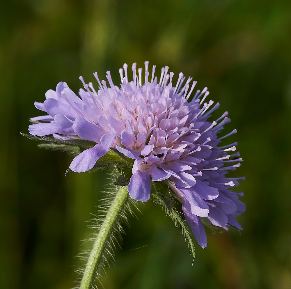 FieldScabious010617-3