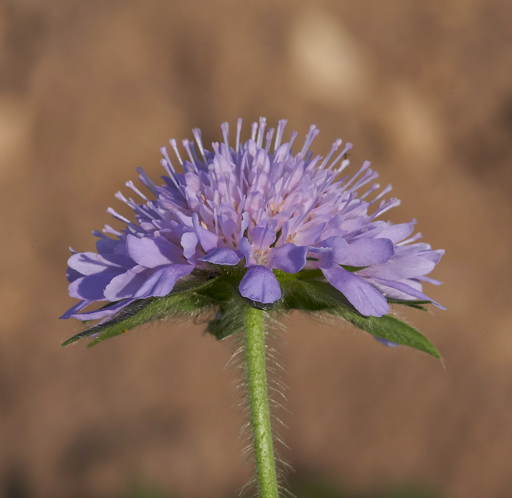 FieldScabious010617-4