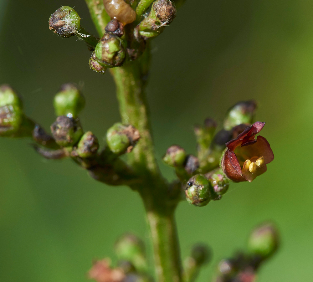 Figwort240617-1