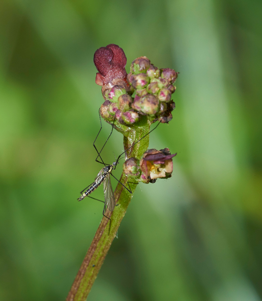 Figwort240617-2