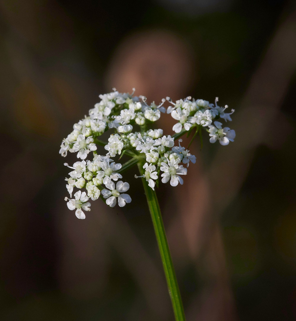 Fool&#39;sParsley160817-1