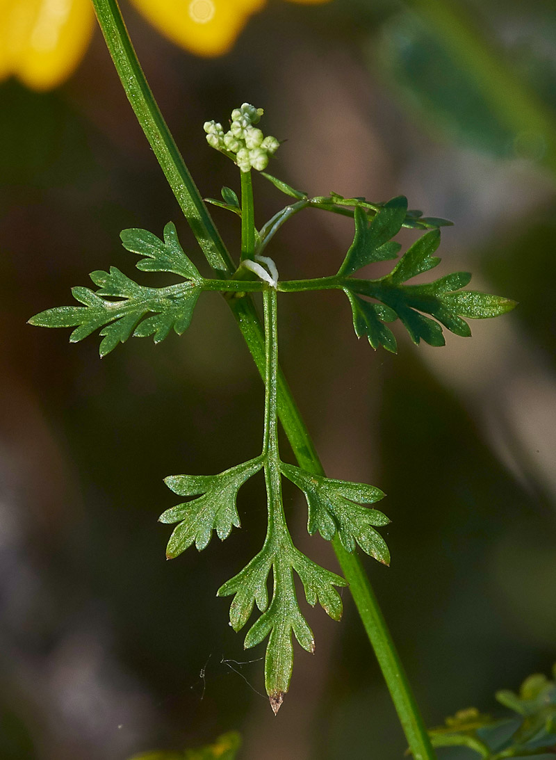 Fool&#39;sParsley160817-2