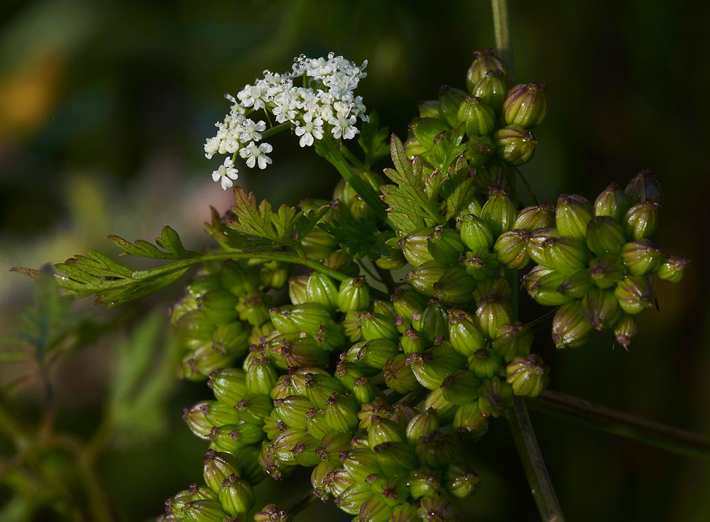 Fool&#39;sParsley160817-4