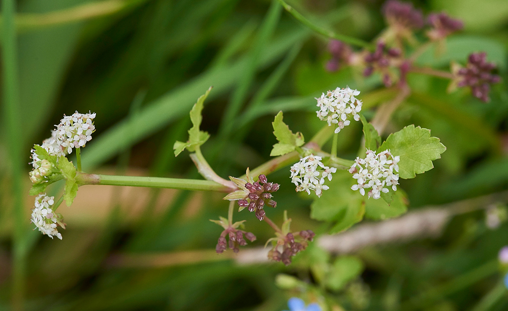 Fool&#39;sWatercress140717-1