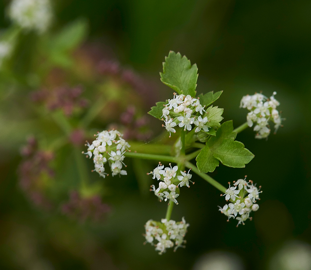 Fool&#39;sWatercress140717-2