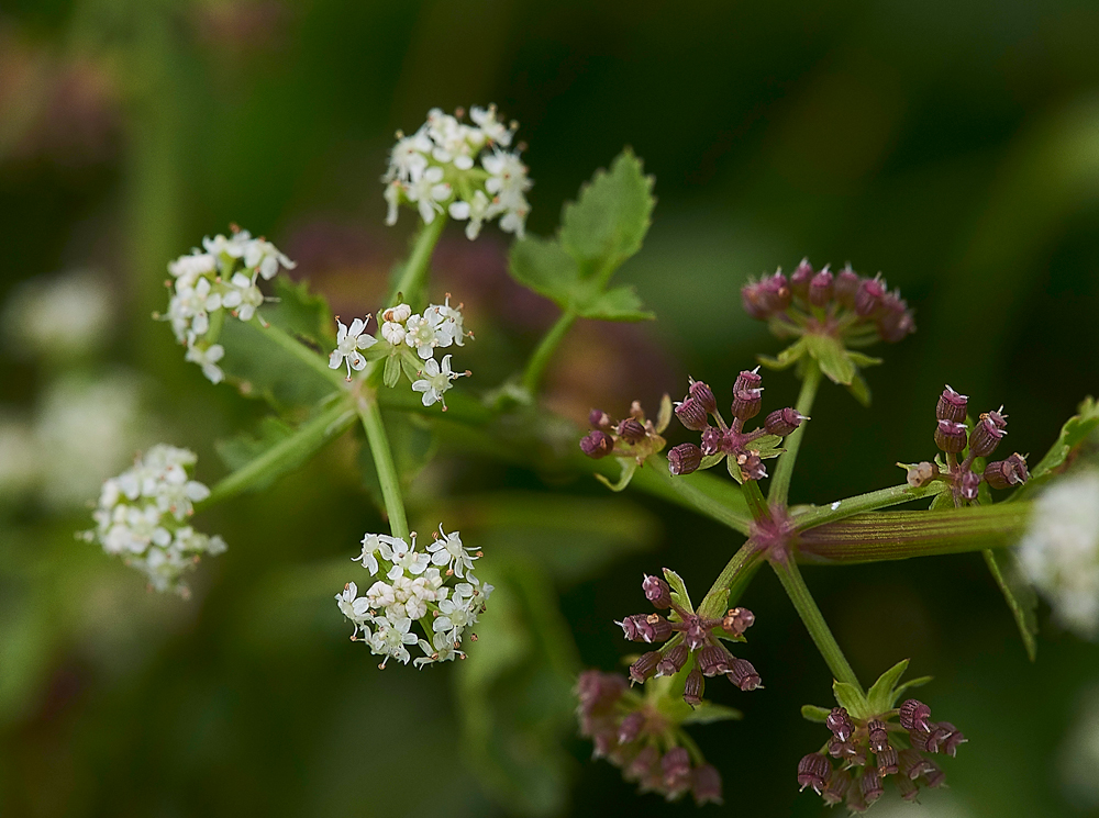 Fool&#39;sWatercress140717-3