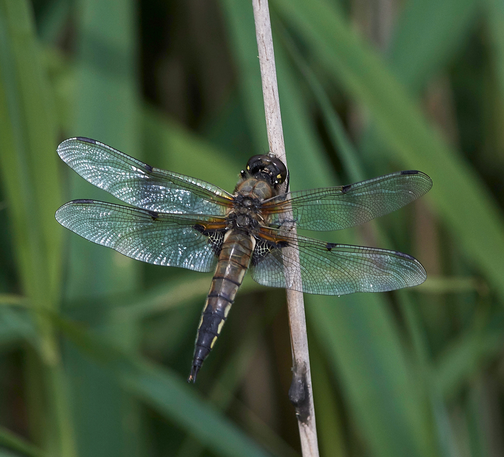 FourSpottedChaser130717