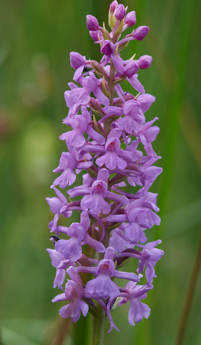 FragrantOrchid230617-7