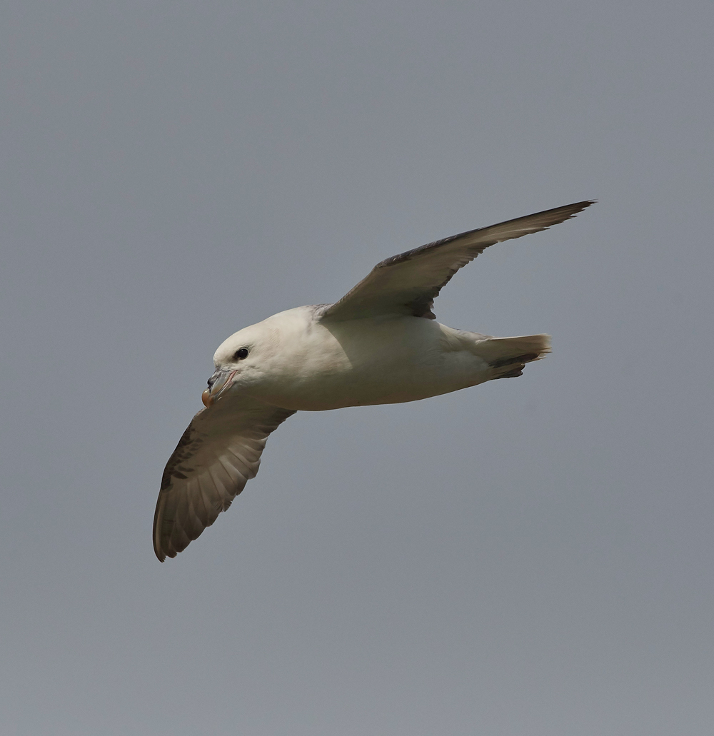 Fulmar020617-1