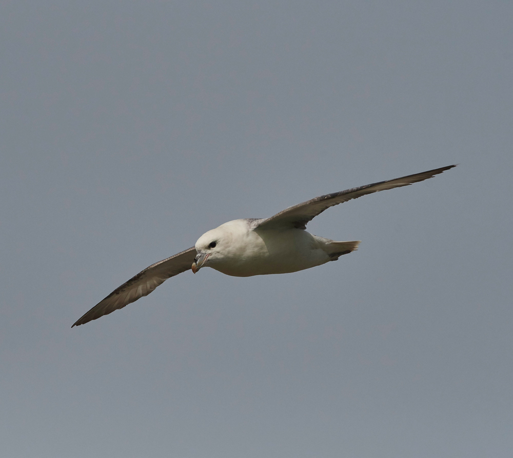 Fulmar020617-2