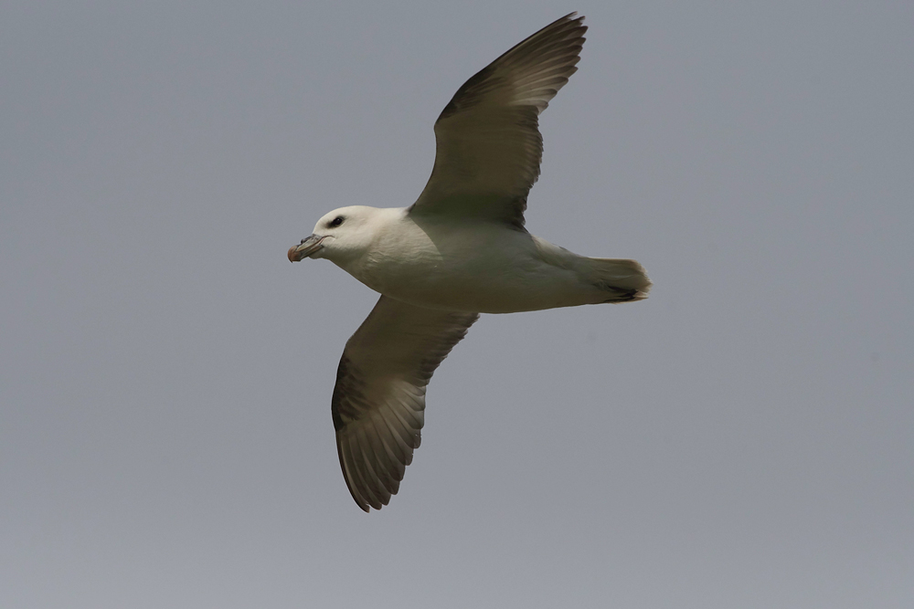 Fulmar020617-3