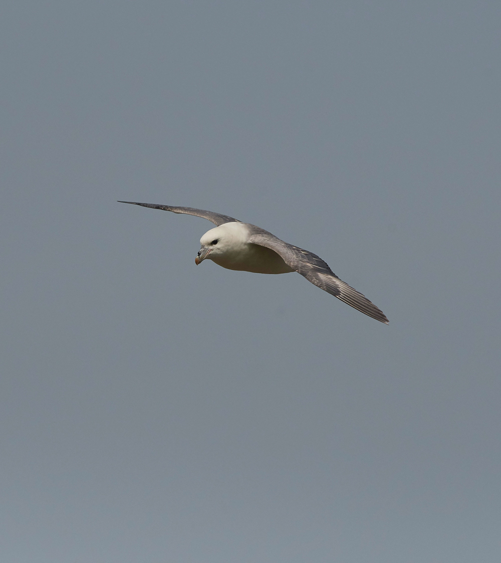 Fulmar020617-4