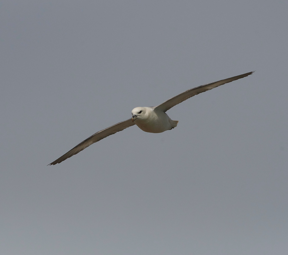 Fulmar020617-5