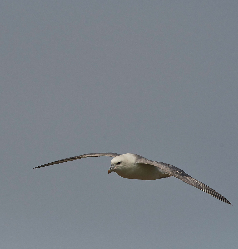 Fulmar020617-6