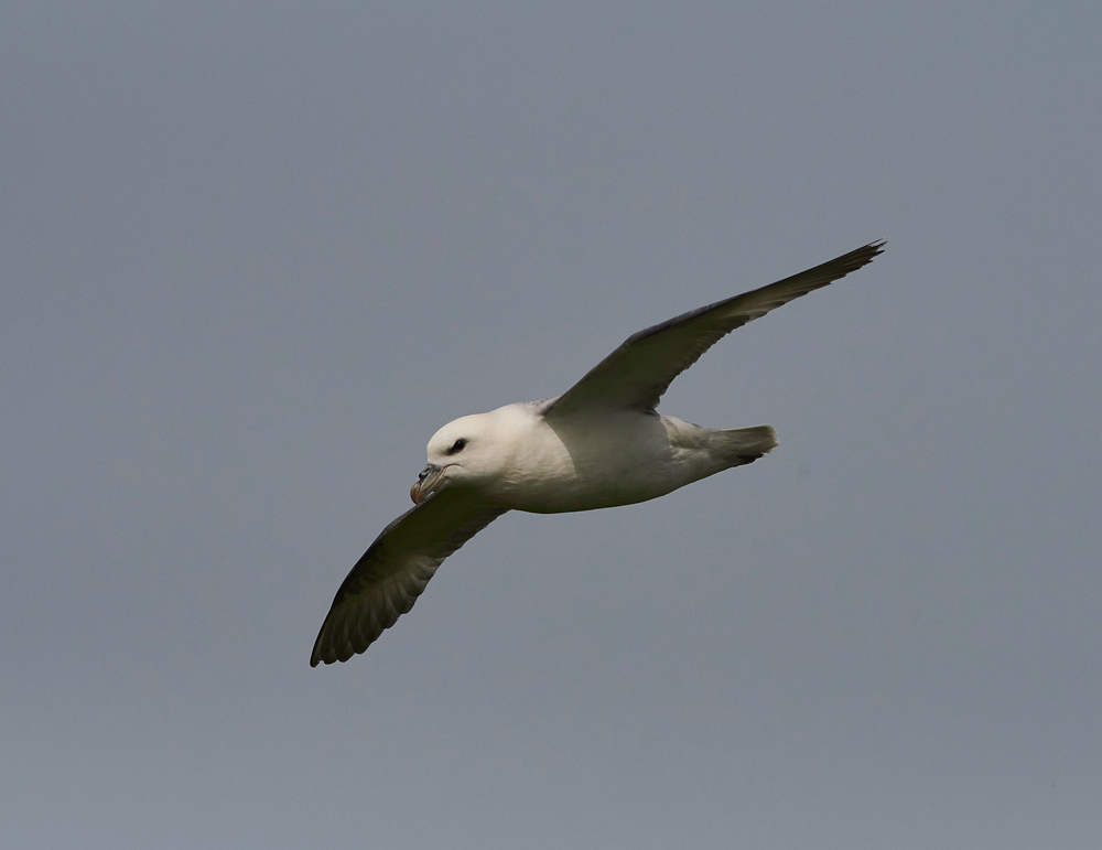 Fulmar020617-7