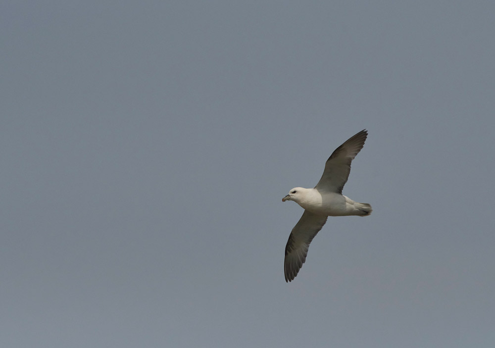 Fulmar020617-8