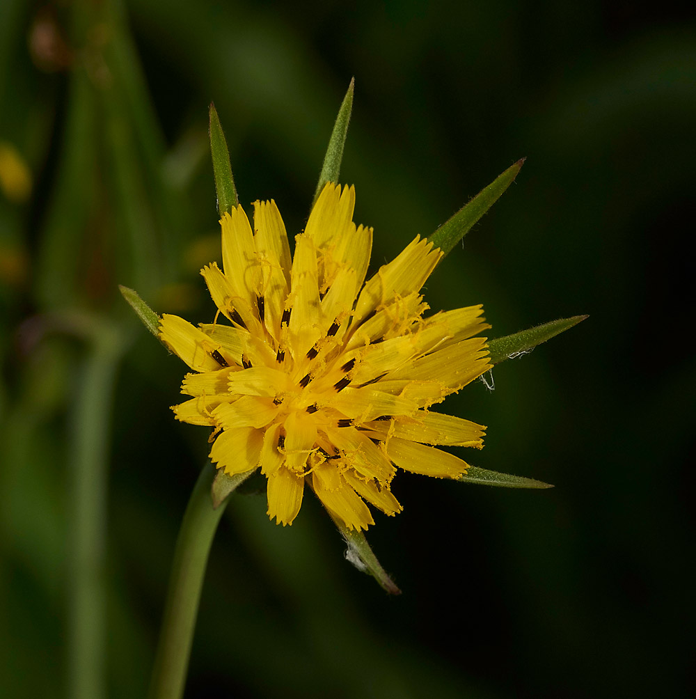 Goat&#39;sBeard160817-1