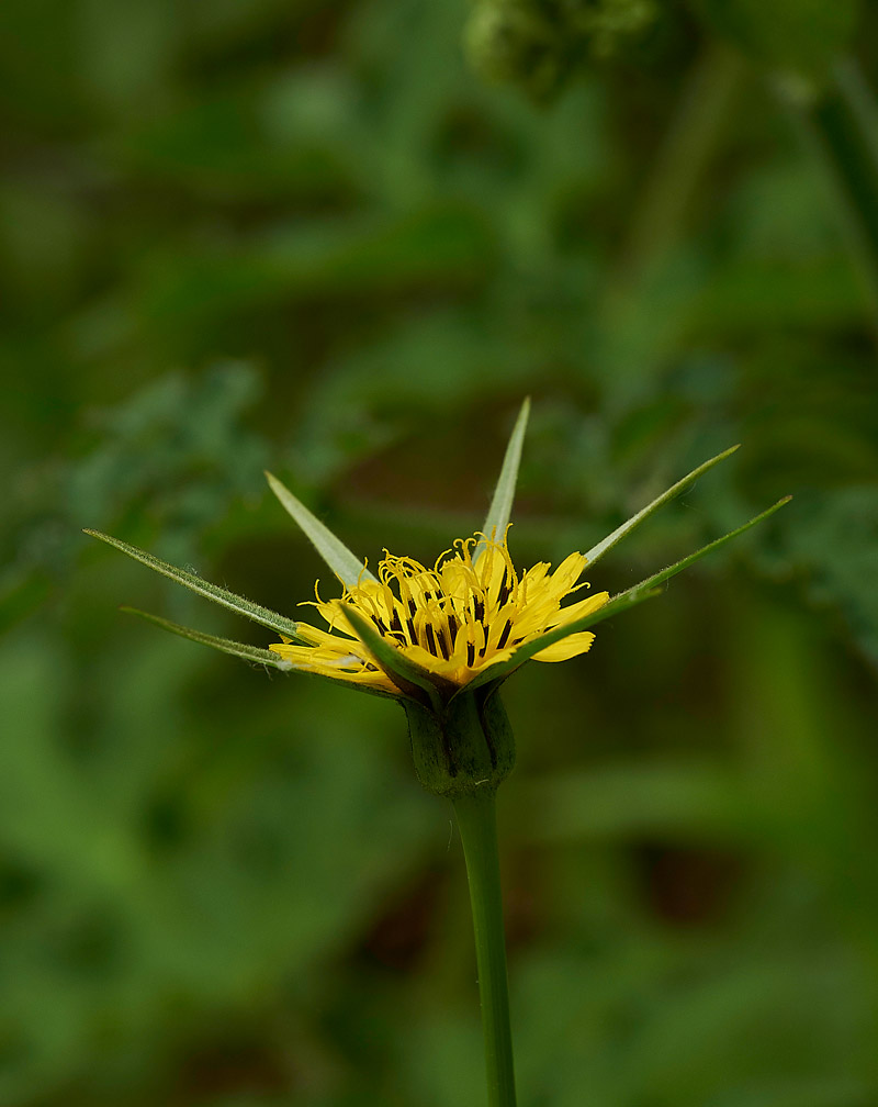 Goat&#39;sBeard280517-1