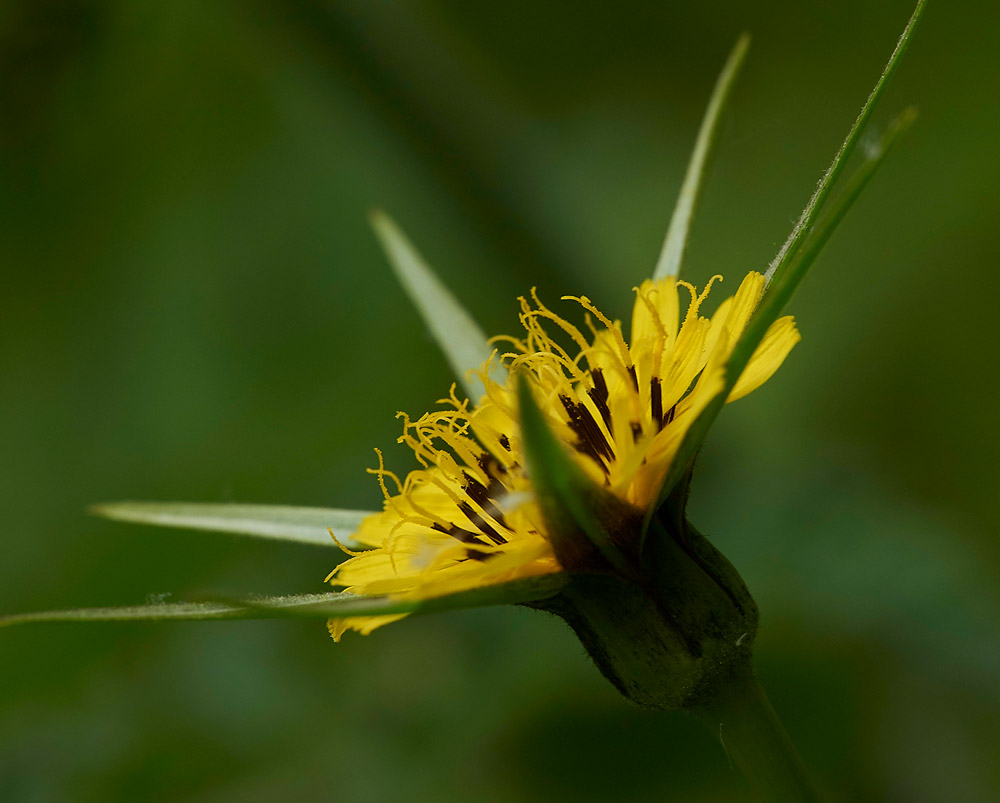 Goat&#39;sBeard280517-3