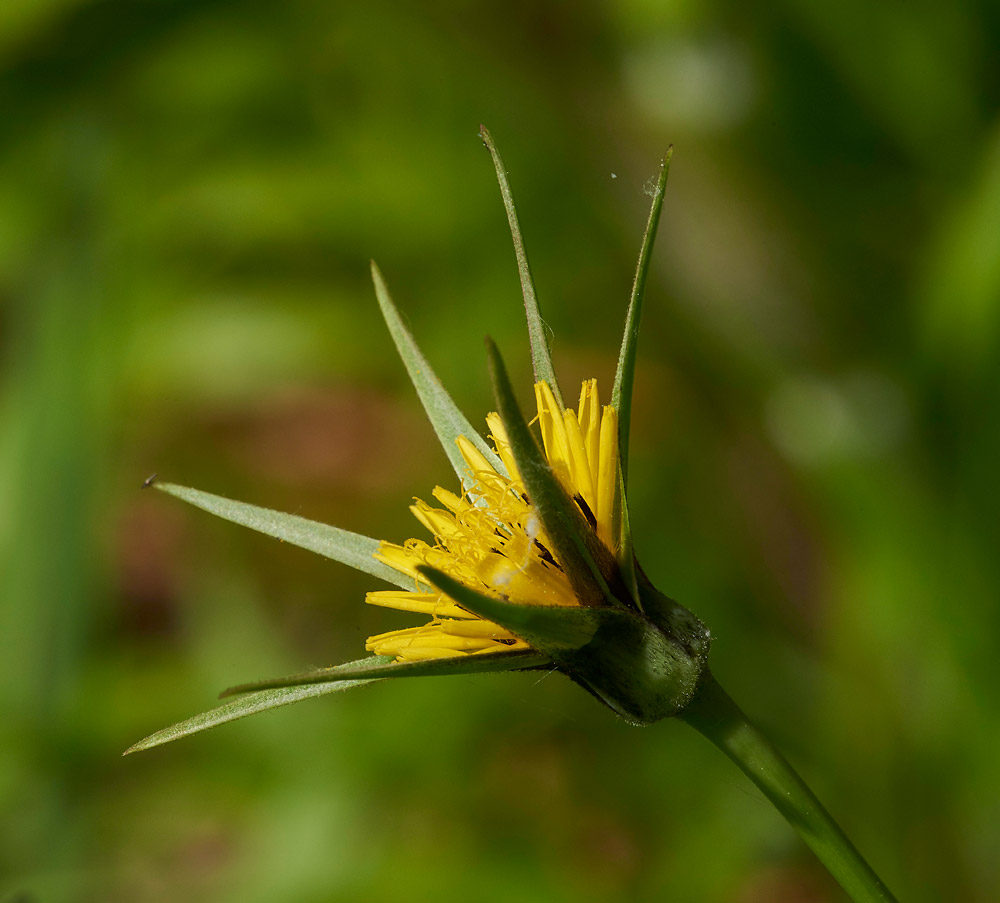 Goat&#39;sBeard280517-4