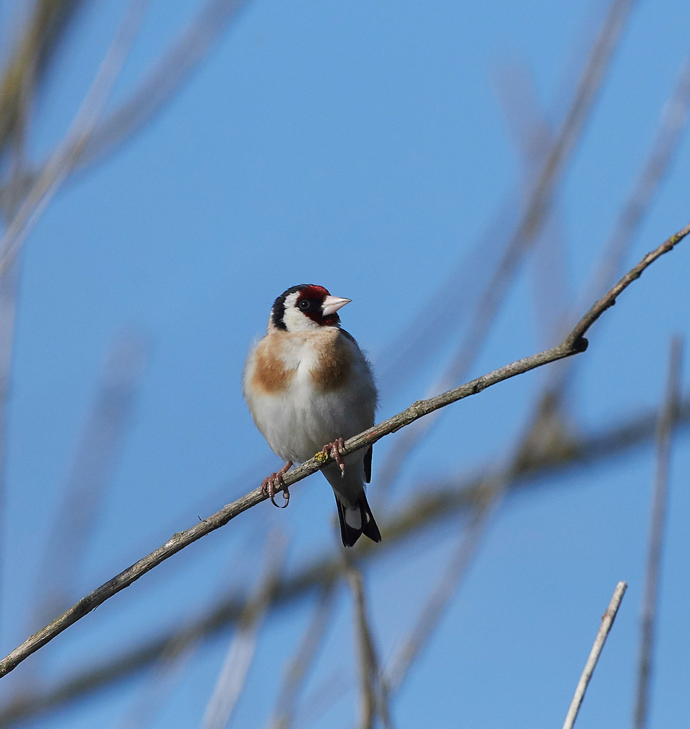 Goldfinch150717-1