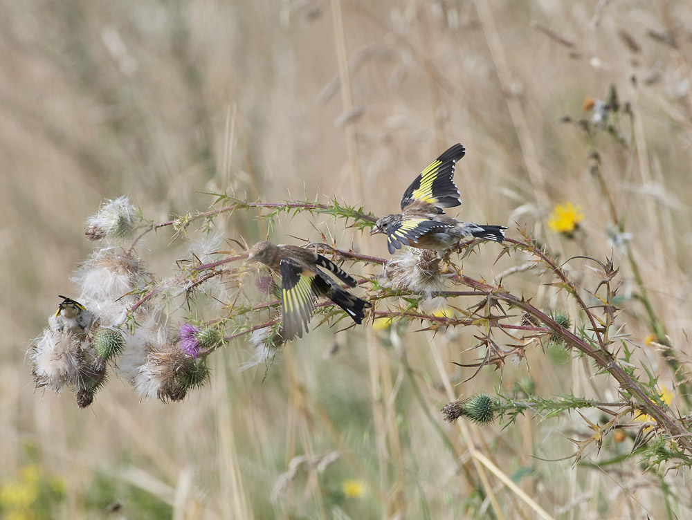 GoldFinch160817-1