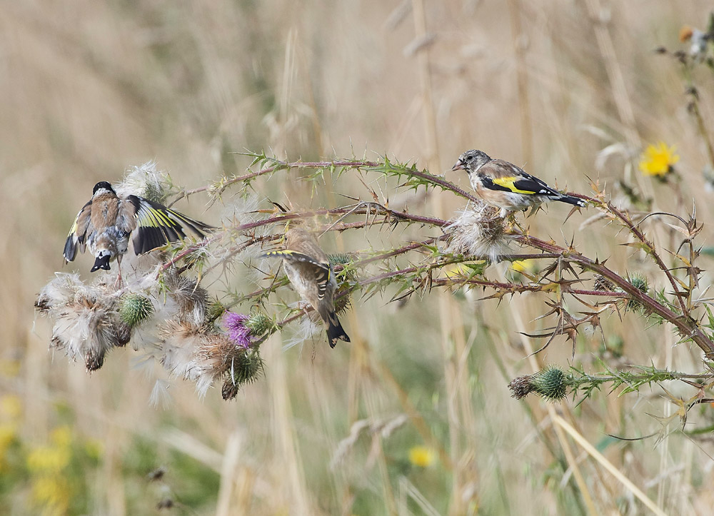 GoldFinch160817-2