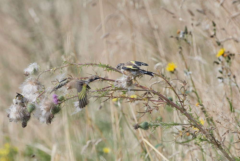 GoldFinch160817-3