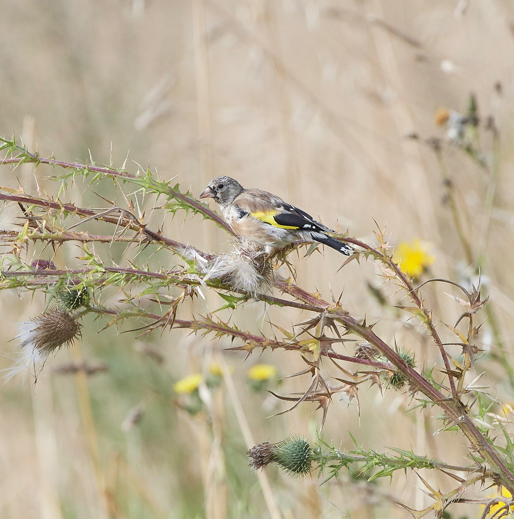 GoldFinch160817-4