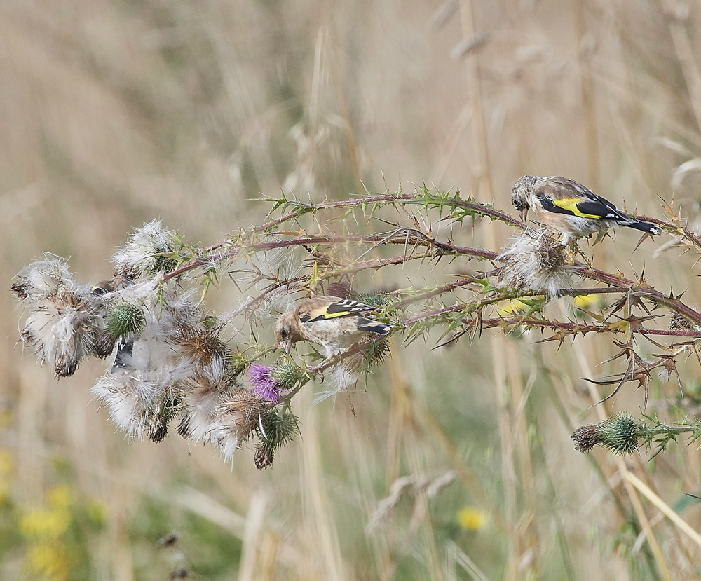 GoldFinch160817-5