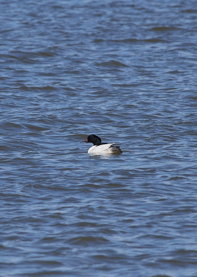 Goosander05171