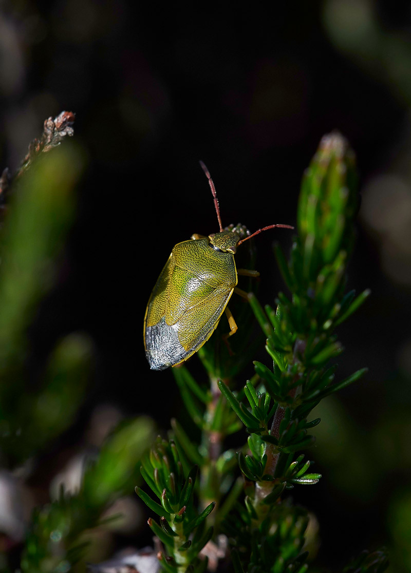 GorseShieldBug240517-1